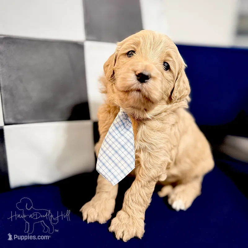Rocket – Miniature Goldendoodle puppy for sale in Evans, GA