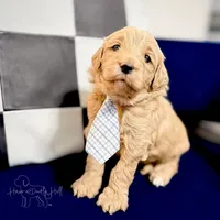 Rocket, a male Miniature Goldendoodle for sale in Evans, GA – 1 of 3