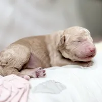 Twilight , a female Goldendoodle and Miniature Goldendoodle for sale in Evans, GA – 3 of 4