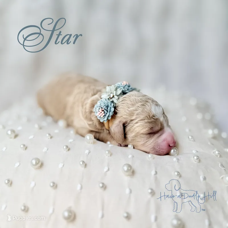 Star, a female Goldendoodle and Miniature Goldendoodle for sale in Evans, GA – 1 of 2