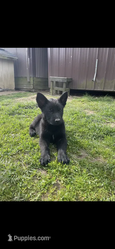 Shep – German Shepherd Dog puppy for sale in Claypool, IN
