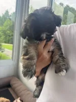 Lhasa  Apso 11 weeks old, a male Lhasa Apso for sale in Franklin, VA – 1 of 2