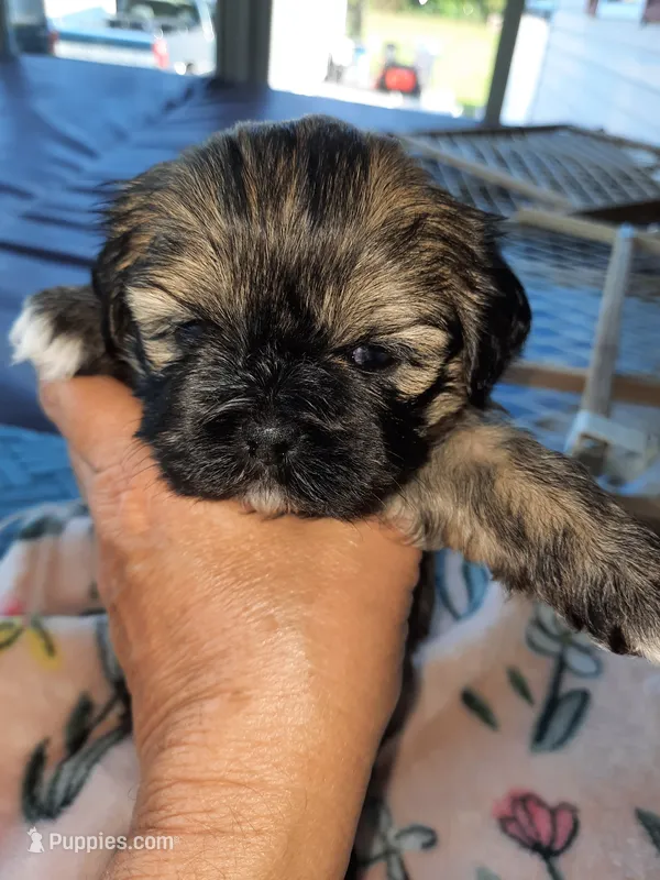 Lhasa  Apso – Lhasa Apso puppy for sale in Franklin, VA
