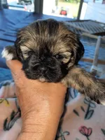 Lhasa  Apso 6 weeks old, a male Lhasa Apso for sale in Franklin, VA – 1 of 5