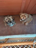 Lhasa  Apso 12 weeks old, a male Lhasa Apso for sale in Franklin, VA – 3 of 3