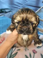 Lhasa  Apso, a male Lhasa Apso for sale in Franklin, VA – 3 of 5