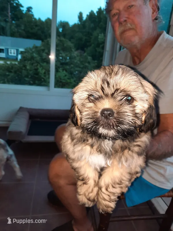 Lhasa  Apso 12 weeks old – Lhasa Apso puppy for sale in Franklin, VA