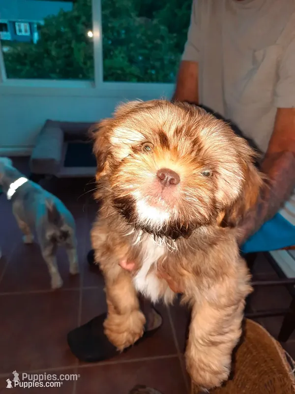 Lhasa  Apso 12 weeks old – Lhasa Apso puppy for sale in Franklin, VA
