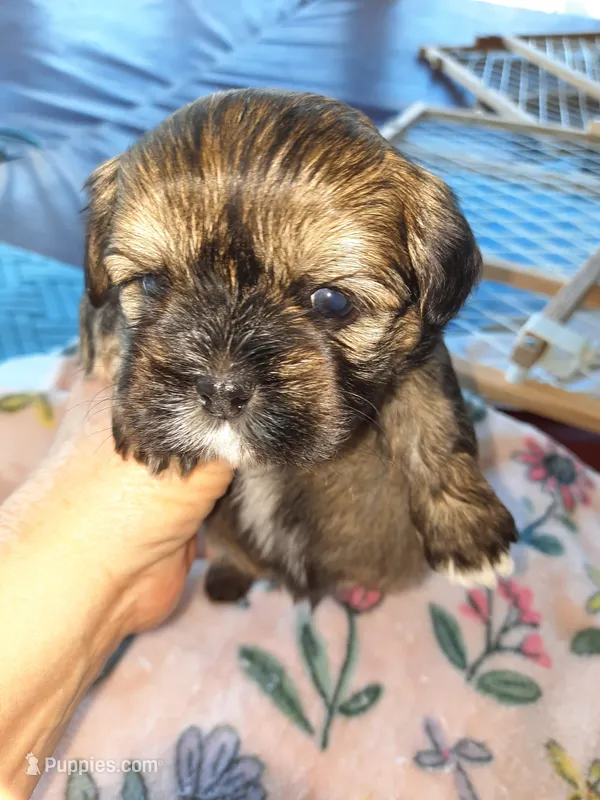 Lhasa  Apso – Lhasa Apso puppy for sale in Franklin, VA