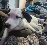 Bella, a female Dalmatian and Jack Russell Terrier for sale in Corydon, IN – 7 of 7
