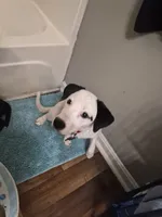 Bella, a female Dalmatian and Jack Russell Terrier for sale in Corydon, IN – 4 of 7