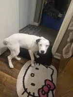 Bella, a female Dalmatian and Jack Russell Terrier for sale in Corydon, IN – 6 of 7