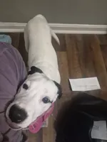 Bella, a female Dalmatian and Jack Russell Terrier for sale in Corydon, IN – 5 of 7