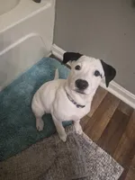 Bella, a female Dalmatian and Jack Russell Terrier for sale in Corydon, IN – 2 of 7