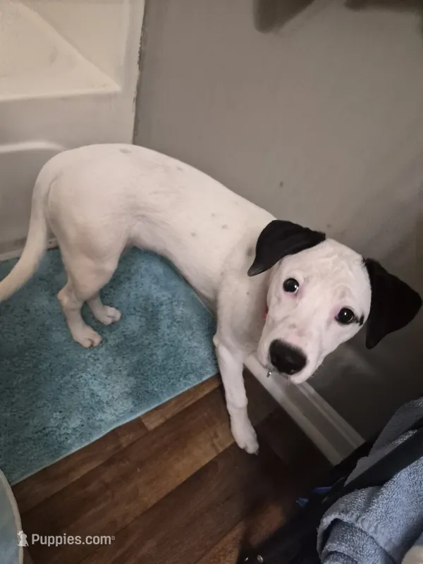 Bella – Dalmatian, Jack Russell Terrier puppy for sale in Corydon, IN