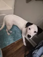 Bella, a female Dalmatian and Jack Russell Terrier for sale in Corydon, IN – 1 of 7