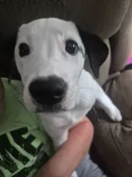 Bella, a female Dalmatian and Jack Russell Terrier for sale in Corydon, IN – 3 of 7