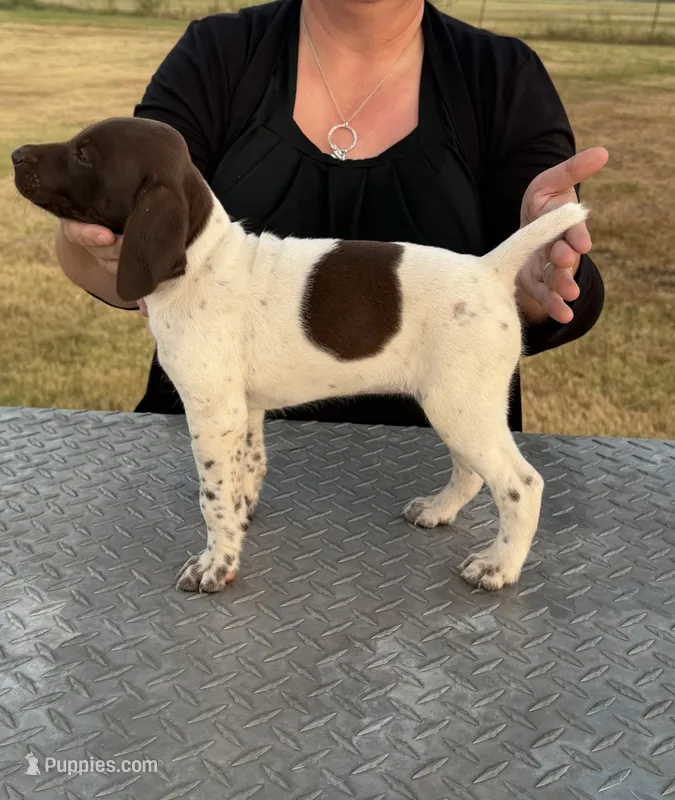 Josie  – German Shorthaired Pointer puppy for sale in Sperry, OK