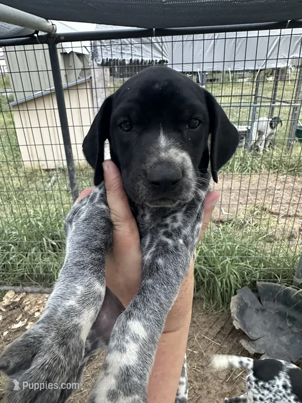 Pepper – German Shorthaired Pointer puppy for sale in Sperry, OK
