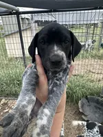 Pepper, a female German Shorthaired Pointer for sale in Sperry, OK – 1 of 2