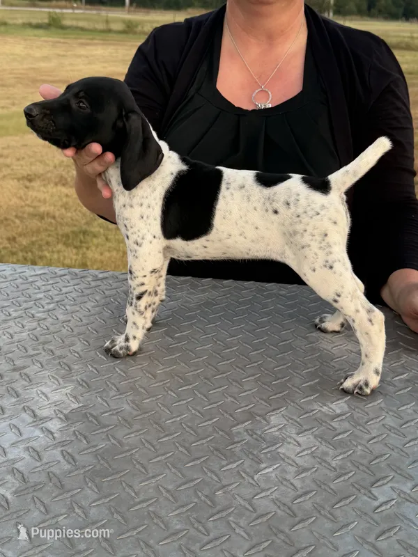 Birdie – German Shorthaired Pointer puppy for sale in Sperry, OK