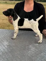 Birdie, a female German Shorthaired Pointer for sale in Sperry, OK – 1 of 1