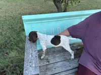 Josie , a female German Shorthaired Pointer for sale in Sperry, OK – 4 of 4
