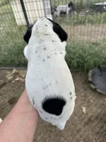 Gunner, a male German Shorthaired Pointer for sale in Sperry, OK – 2 of 2