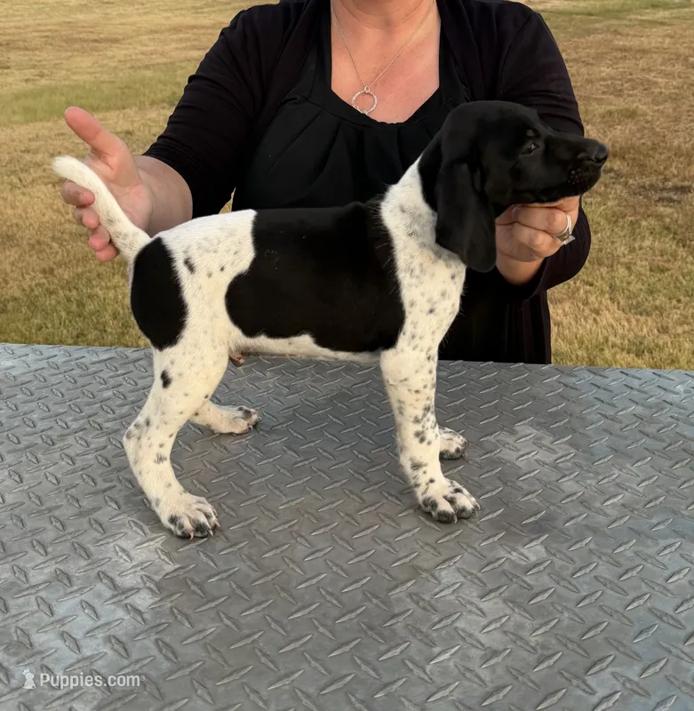 Remington “Remi” – German Shorthaired Pointer puppy for sale in Sperry, OK
