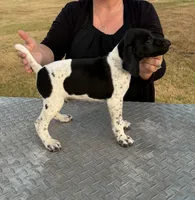 Remington “Remi”, a male German Shorthaired Pointer for sale in Sperry, OK – 1 of 2