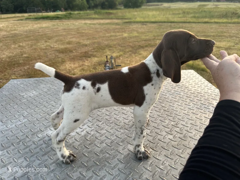Boone – German Shorthaired Pointer puppy for sale in Sperry, OK