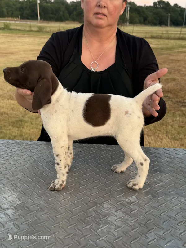 Josie  – German Shorthaired Pointer puppy for sale in Sperry, OK