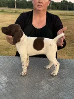 Josie , a female German Shorthaired Pointer for sale in Sperry, OK – 1 of 4