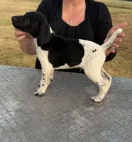 Remington “Remi”, a male German Shorthaired Pointer for sale in Sperry, OK – 2 of 2