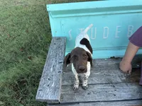 Josie , a female German Shorthaired Pointer for sale in Sperry, OK – 3 of 4