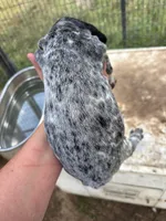Pepper, a female German Shorthaired Pointer for sale in Sperry, OK – 2 of 2