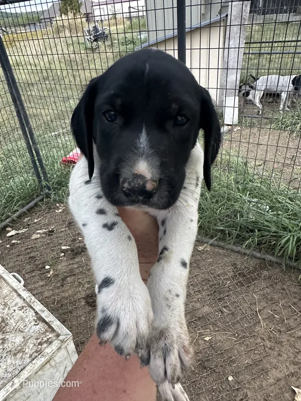 Gunner – German Shorthaired Pointer puppy for sale in Sperry, OK