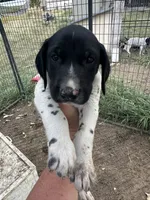Gunner, a male German Shorthaired Pointer for sale in Sperry, OK – 1 of 2