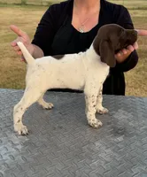 Josie , a female German Shorthaired Pointer for sale in Sperry, OK – 2 of 4
