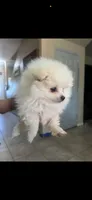 Snow, a female Pomeranian for sale in Hanford, CA – 2 of 2