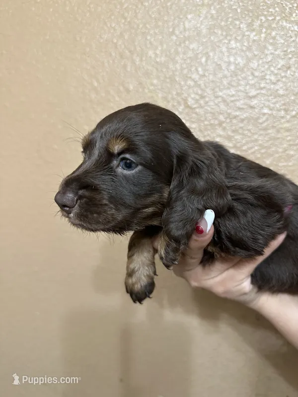 Coco puff  – Miniature Dachshund puppy for sale in Hanford, CA