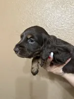 Coco puff , a female Miniature Dachshund for sale in Hanford, CA – 1 of 2