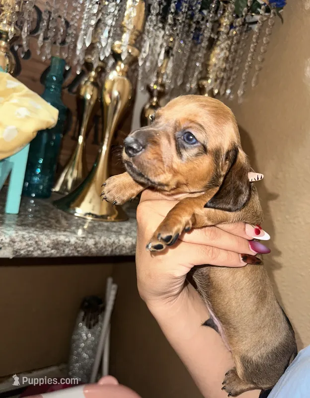 Mello  – Miniature Dachshund puppy for sale in Hanford, CA