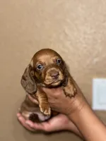 Snickers , a female Miniature Dachshund for sale in Hanford, CA – 2 of 2