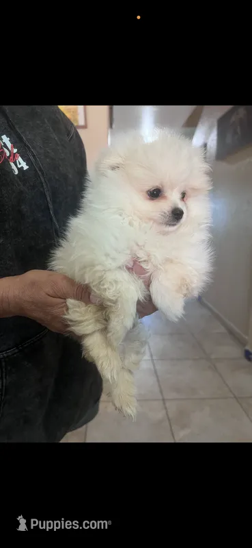 Snow – Pomeranian puppy for sale in Hanford, CA