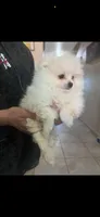 Snow, a female Pomeranian for sale in Hanford, CA – 1 of 2