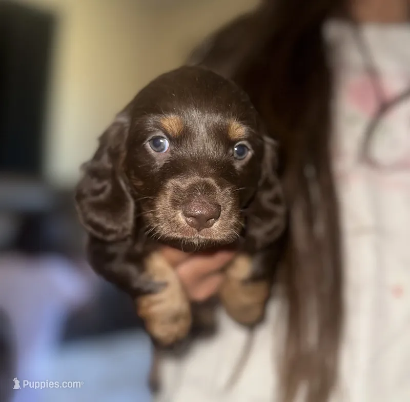 Coco puff  – Miniature Dachshund puppy for sale in Hanford, CA
