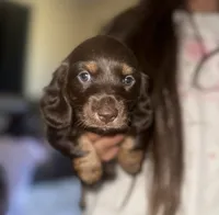 Coco puff , a female Miniature Dachshund for sale in Hanford, CA – 1 of 2