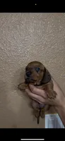 Mello , a male Miniature Dachshund for sale in Hanford, CA – 2 of 2