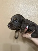 Coco puff , a female Miniature Dachshund for sale in Hanford, CA – 2 of 2